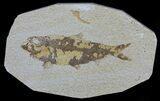 Knightia Fossil Fish - Wyoming #59822-1